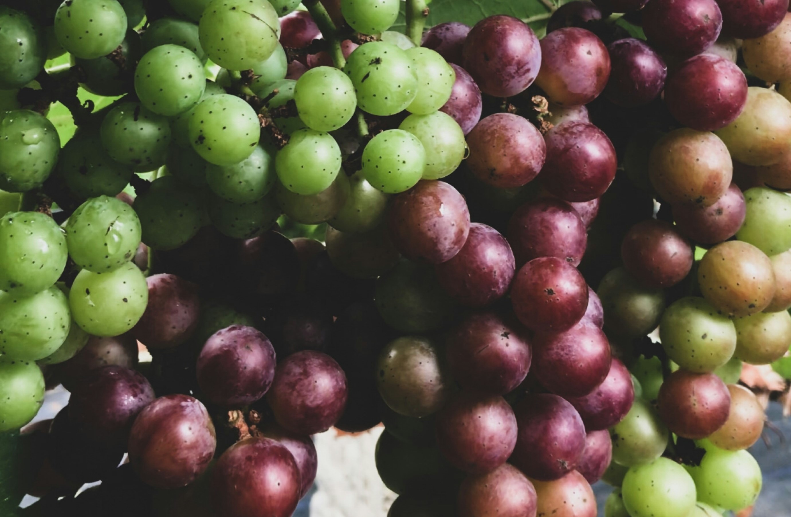 Grapes